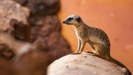 Desktop wallpaper. Animals. ID:156482