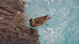 Desktop wallpaper. Animals. ID:156506