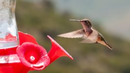 Desktop wallpaper. Animals. ID:156617