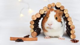 Desktop wallpaper. Animals. ID:156689