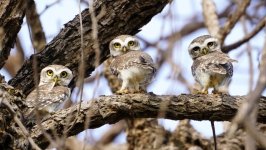 Desktop wallpaper. Animals. ID:156794