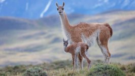 Desktop wallpaper. Animals. ID:164382