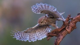 Desktop wallpaper. Animals. ID:157746