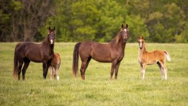 Desktop wallpaper. Animals. ID:157929