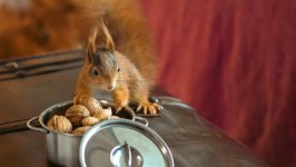 Desktop wallpaper. Animals. ID:157953