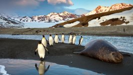 Desktop wallpaper. Animals. ID:158018