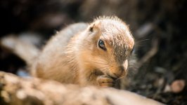 Desktop wallpaper. Animals. ID:158399