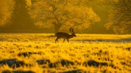 Desktop wallpaper. Animals. ID:158826