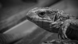 Desktop wallpaper. Animals. ID:159590