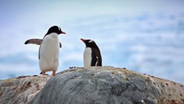 Desktop wallpaper. Animals. ID:159622