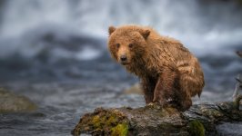 Desktop wallpaper. Animals. ID:164420
