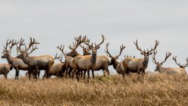 Desktop wallpaper. Animals. ID:164427