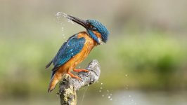 Desktop wallpaper. Animals. ID:165025