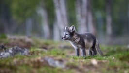 Desktop wallpaper. Animals. ID:166961