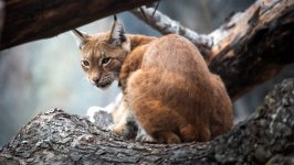 Desktop wallpaper. Animals. ID:166972