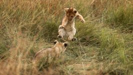 Desktop wallpaper. Animals. ID:146350