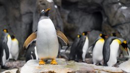 Desktop wallpaper. Animals. ID:148419