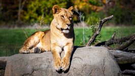 Desktop image. Animals. ID:152525