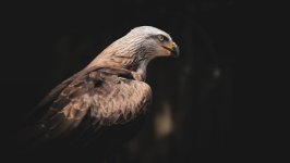 Desktop wallpaper. Animals. ID:159367