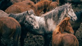 Desktop wallpaper. Animals. ID:164232