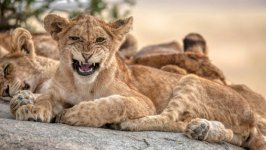 Desktop wallpaper. Animals. ID:165168