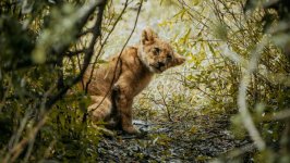 Desktop wallpaper. Animals. ID:165169