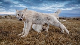Desktop wallpaper. Animals. ID:165610