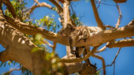 Desktop wallpaper. Animals. ID:166817