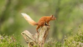 Desktop wallpaper. Animals. ID:166892