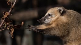 Desktop wallpaper. Animals. ID:166921