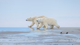 Desktop wallpaper. Animals. ID:166959