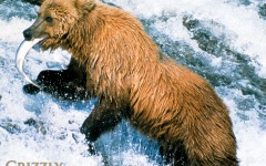 Desktop wallpaper. Grizzly Man. ID:14489