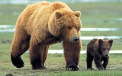 Desktop wallpaper. Grizzly Man. ID:14490
