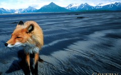 Desktop wallpaper. Grizzly Man. ID:14491