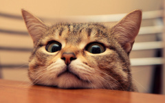 Cats Cats