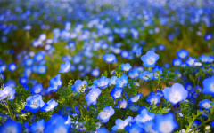 Flowers Flowers